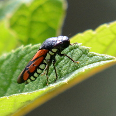 Oncometopia rufipennis
