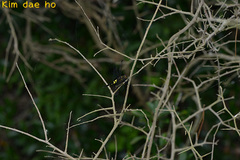 Pseudothemis zonata