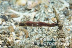 Acentronura breviperula