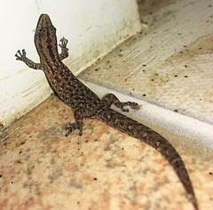 Sphaerodactylus difficilis