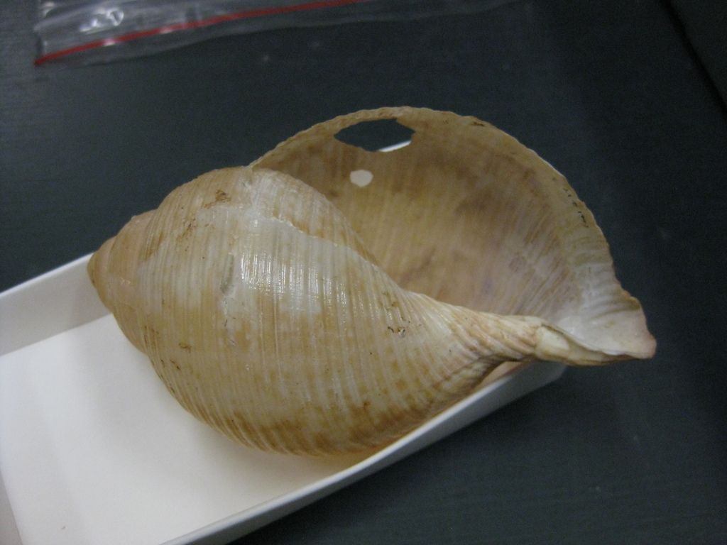 Eudolium