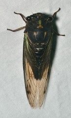 Neotibicen lyricen engelhardti