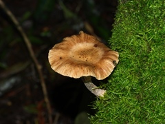Armillaria novae-zelandiae
