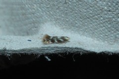 Bucculatrix canadensisella