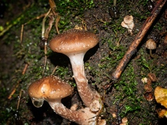Armillaria novae-zelandiae