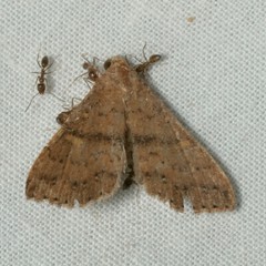 Renia flavipunctalis