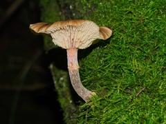 Armillaria novae-zelandiae