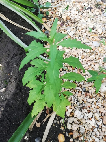 Epazote (Dysphania ambrosioides)