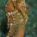Observation photo