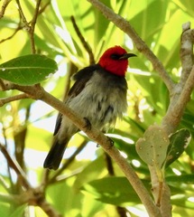 Myzomela erythrocephala
