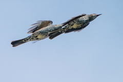 Brown-Eared Bulbul photo 6