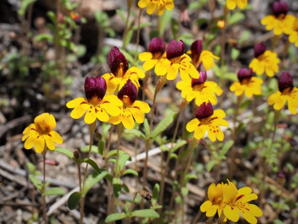 bearded monkeyflower