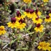 Bearded Monkeyflower - Photo (c) Jack Wickel, some rights reserved (CC BY-NC), uploaded by Jack Wickel