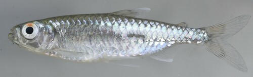 Slender tetra (Micralestes humilis) — Alestidae — 3