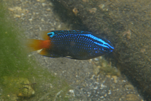 Pomacentrus taeniometopon observed 2016-06-12