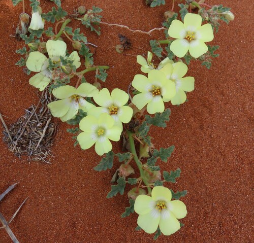 Grielum sinuatum (Grielum sinuatum)