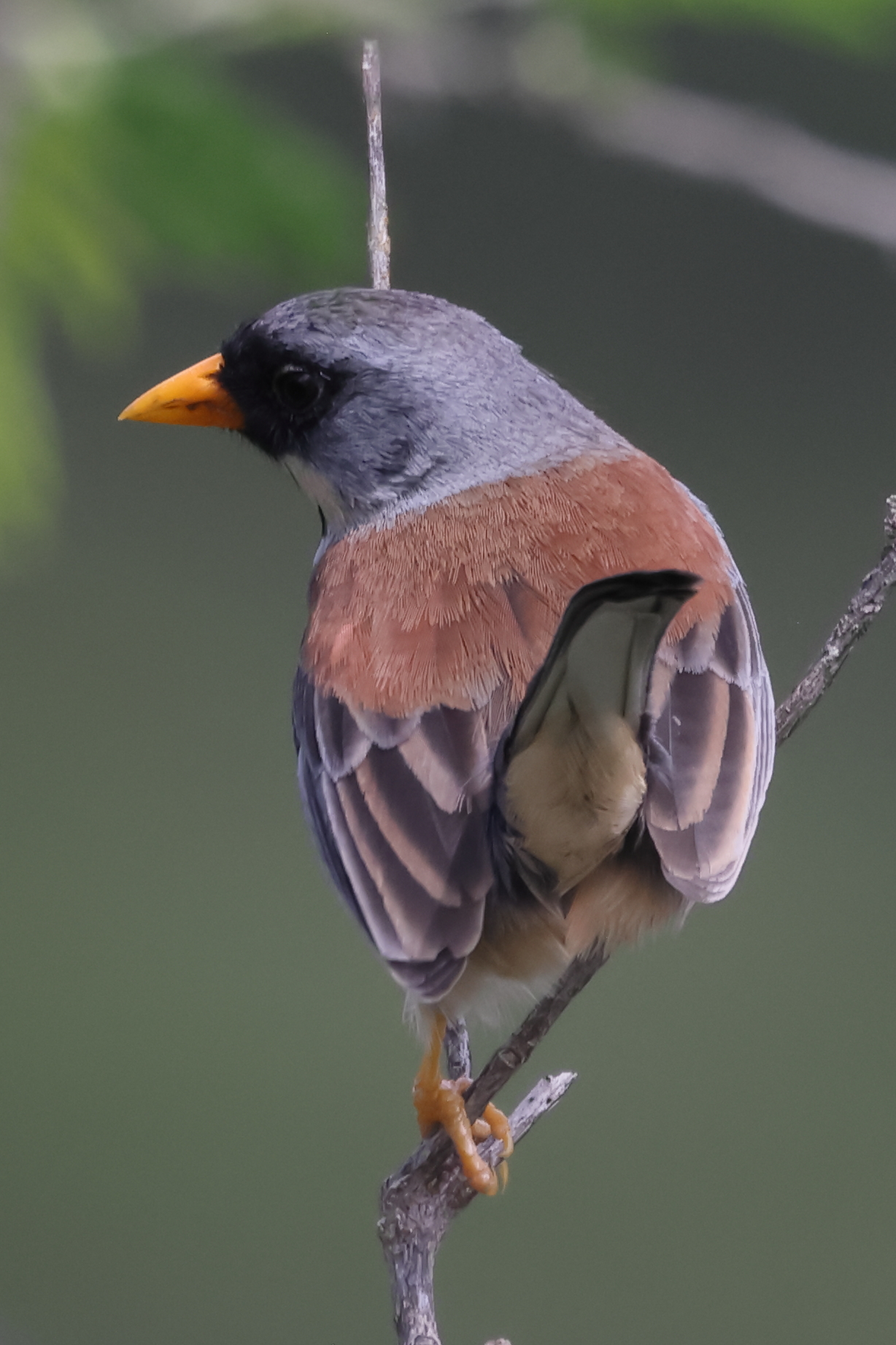 Buff-bridled Inca Finch (Incaspiza laeta), photo 8