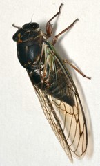 Neotibicen lyricen engelhardti