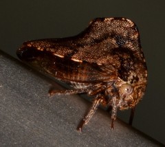 Telamona ampelopsidis