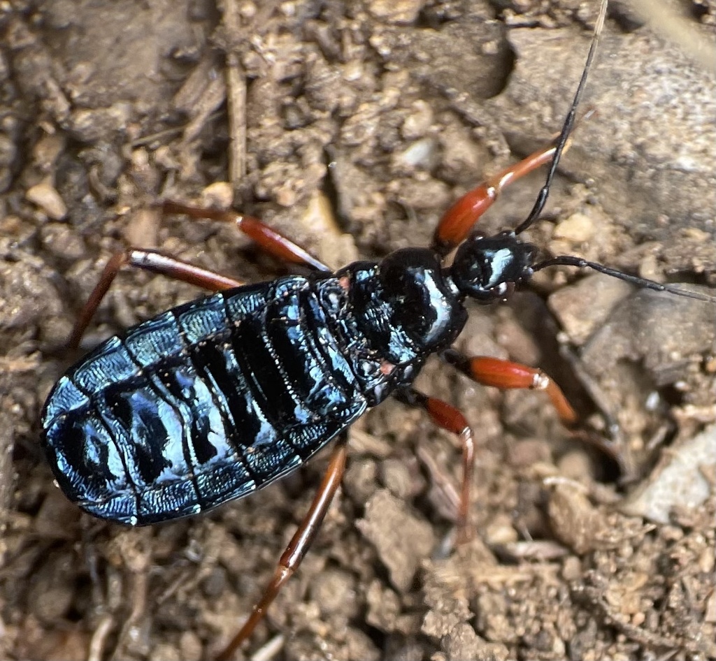 Cleptria