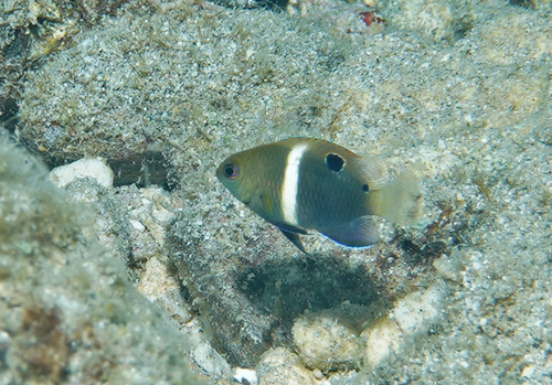 Deep reef chromis (Chrysiptera biocellata) — Pomacentridae — 5