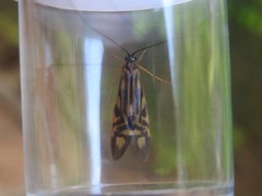 Macrostemum zebratum