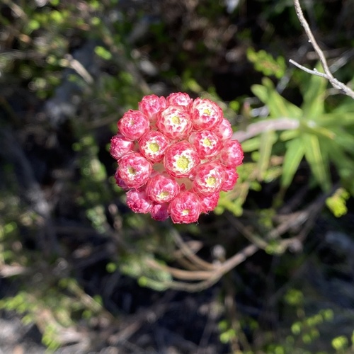 Image of Helichrysum felinum by (c) michaelheuermann, some rights reserved (CC BY)