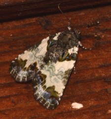 Cerma cerintha