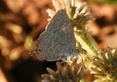 Catopyrops florinda