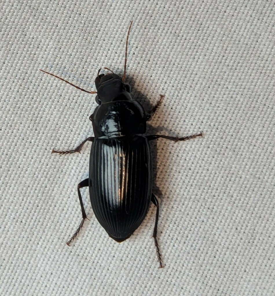 Notiobia brevicollis