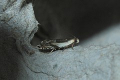 Ancylis discigerana
