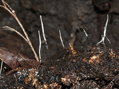 Xylaria filiformis