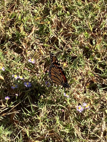 Monarch photographed in Mississippi