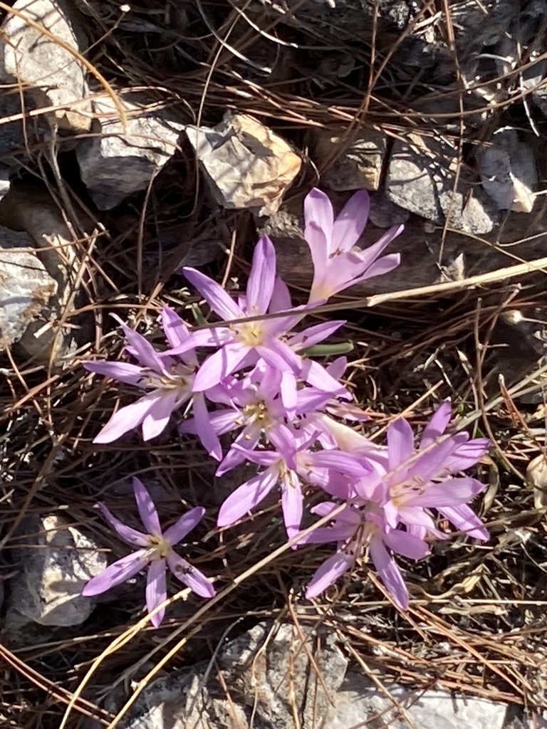 Colchicum cupanii, Mt. Hymettus Aesthetic Forest, Kaisariani, Attica, GR
