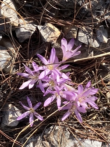 Colchicum cupanii