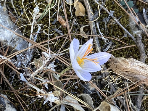Crocus mazziaricus, photograph 1