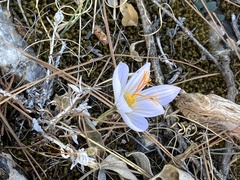 helen1688, CC BY, iNaturalist via GBIF Crocus mazziaricus, photograph helen1688, CC BY, iNaturalist via GBIF