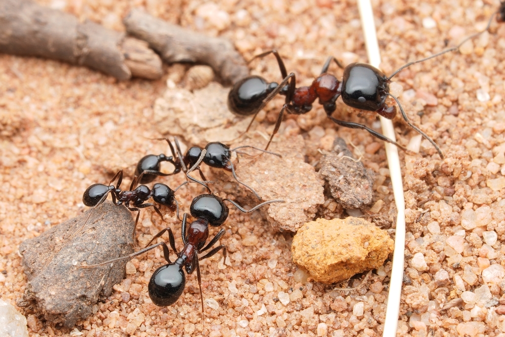Messor marocanus