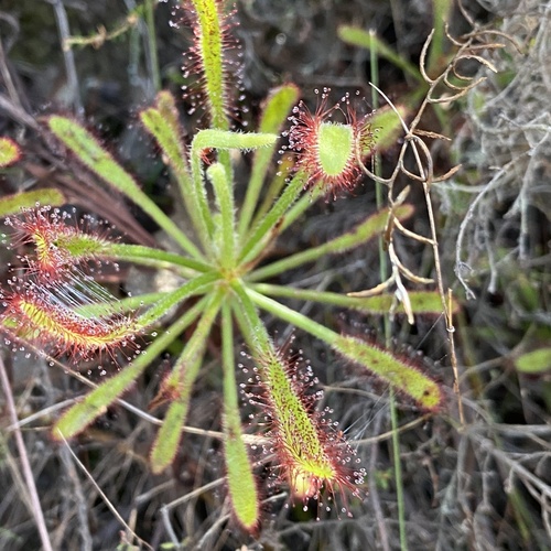 Drosera ramentacea