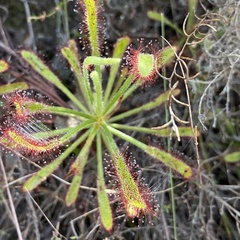 Drosera ramentacea
