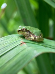 Hyla japonica