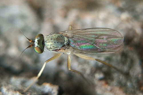 Systenus pallipes