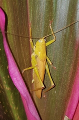 Austrosalomona destructor