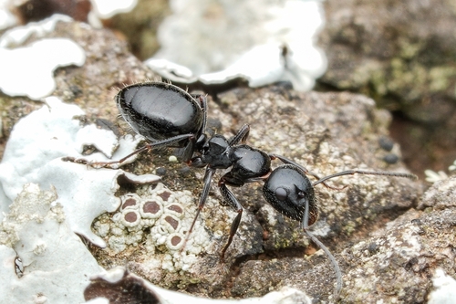Camponotus spissinodisCamponotus spissinodis