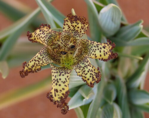 Image of Ferraria schaeferi by no rights reserved