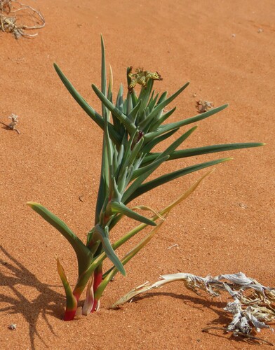 Ferraria schaeferi