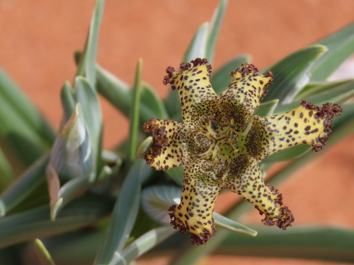 Image of Ferraria schaeferi by no rights reserved
