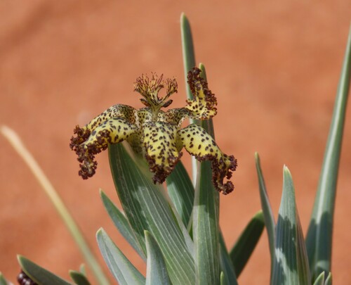 Image of Ferraria schaeferi by no rights reserved