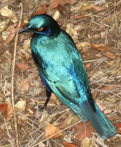 Greater Blue-eared Starling (Lamprotornis chalybaeus), photo 10