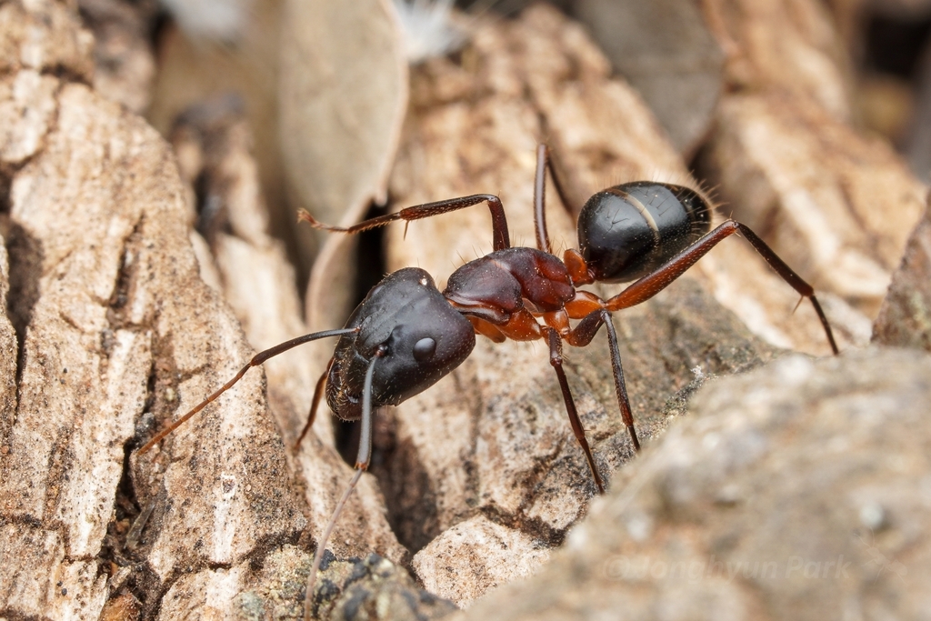 Camponotus barbaricus